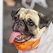 Lulu - Chief Happiness Officer